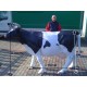 MUCCA TESTA ALTA FRISONA H 148x210 CM VETRORESINA